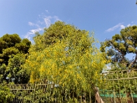DSC 0411 ji