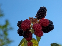 Biergarten Marathias : GRC, Griechenland