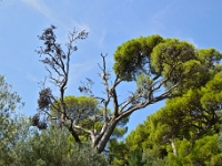 DSC 0993 ji : Dubrovačko-Neretvanska, Dubrovnik, HRV, Kroatien