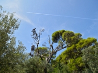 DSC 0995 ji : Dubrovačko-Neretvanska, Dubrovnik, HRV, Kroatien