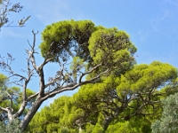 DSC 0996 ji : Dubrovačko-Neretvanska, Dubrovnik, HRV, Kroatien