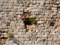 DSC 1496 ji : Dubrovačko-Neretvanska, Dubrovnik, HRV, Kroatien