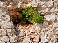 DSC 1497 ji : Dubrovačko-Neretvanska, Dubrovnik, HRV, Kroatien