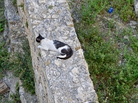 DSC 1965 ji : Dubrovačko-Neretvanska, Dubrovnik, HRV, Kroatien