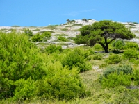 DSC 0254 ji : HRV, Kroatien, Nationalpark Kornaten, Å ibensko-Kninska