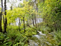DSC 3079 ji : HRV, Kroatien, Ličko-Senjska, Nationalpark Plitvicer Seen