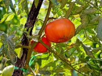 DSC 0725 ji : HRV, Kroatien, Lozovac, Šibensko-Kninska