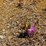 D3X 4538 ji : GRC, Griechenland, Kythira, Straße Karvounades-Mylopotamos, Friedhof von Mylopotamos