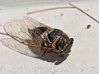 D3X 0695 ji : GRC, Griechenland, Kloster Moni Mirtiridion, Kythira, Moni Myrtidion