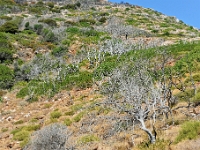 D3X 4557 ji : GRC, Griechenland, Kythira, Fußweg Strand Kalami, Mylopotamos