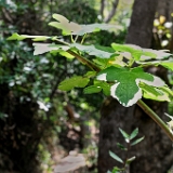D3X 1169 ji : GRC, Griechenland, Kythira, Mylopotamos, Wanderweg M41 Mylopotamos Wassermühlen