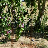 D3X 5015 ji : GRC, Griechenland, Kythira, alte Villa Potamos, Potamos