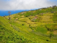 madeira 0137 : Portugal, PRT