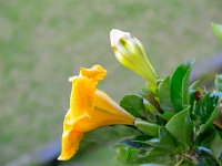 madeira 0277 : Portugal, PRT