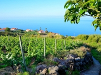madeira 0763 : Portugal, PRT