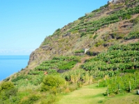 madeira 1156 : Portugal, PRT