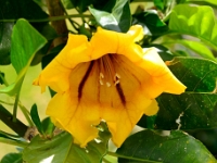 madeira 1308 : Portugal, PRT