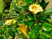 madeira 1309 : Portugal, PRT