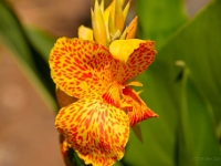 madeira 0489 : Portugal, PRT