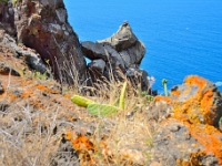 madeira 1189 : Portugal, PRT