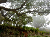 madeira 0643 : Portugal, PRT