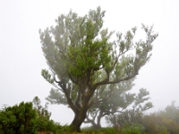 madeira 0644 : Portugal, PRT