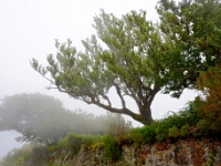 madeira 0645 : Portugal, PRT