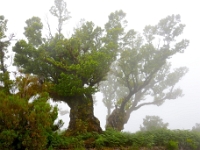 madeira 0646 : Portugal, PRT