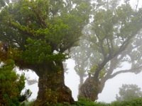 madeira 0647 : Portugal, PRT