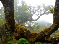 madeira 0648 : Portugal, PRT