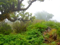 madeira 0649 : Portugal, PRT