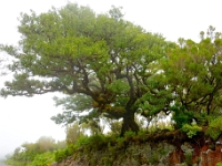madeira 0650 : Portugal, PRT