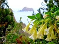 madeira 0651 : Portugal, PRT