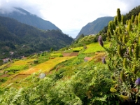 madeira 0367 : Portugal, PRT