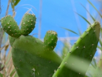 madeira 0042 : Portugal, PRT