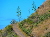 madeira 0045 : Portugal, PRT