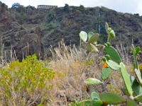 madeira 0046 : Portugal, PRT