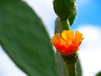 madeira 0047 : Portugal, PRT