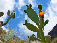 madeira 0048 : Portugal, PRT