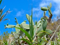 madeira 0050 : Portugal, PRT