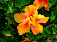 madeira 0054 : Portugal, PRT