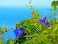 madeira 0061 : Portugal, PRT