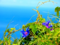 madeira 0062 : Portugal, PRT