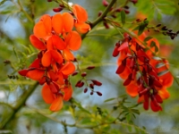 madeira 0092 : Portugal, PRT