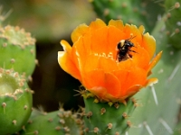 madeira 0093 : Portugal, PRT