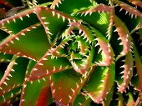 madeira 0094 : Portugal, PRT