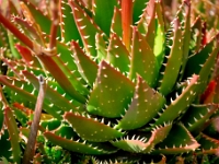 madeira 0095 : Portugal, PRT