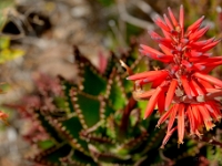 madeira 0096 : Portugal, PRT