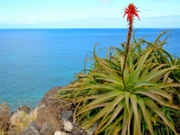 madeira 0015 : Portugal, PRT