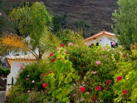 madeira 0017 : Portugal, PRT